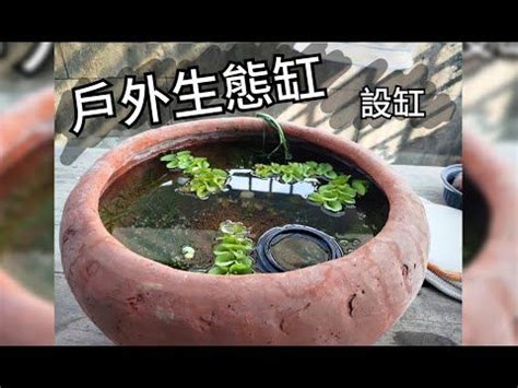 室外養魚|養魚先養水之戶外生態缸開缸需要多久才放魚及戶外養。